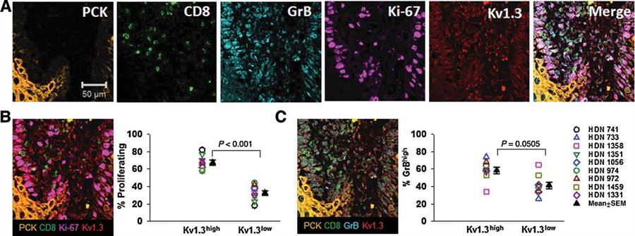 cancer-research cancer-research