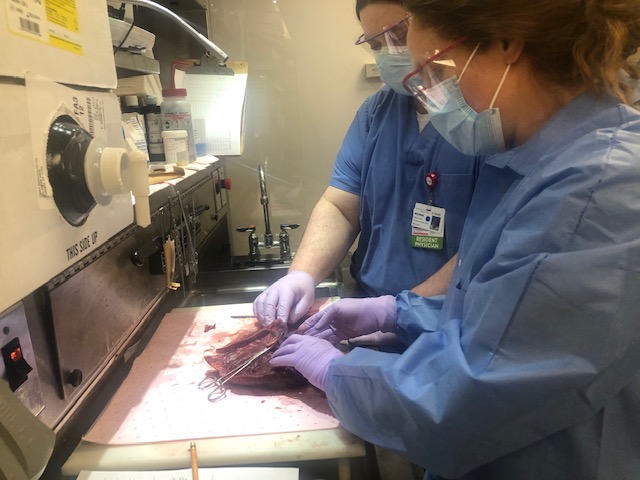 Gross Bench Specimen Review