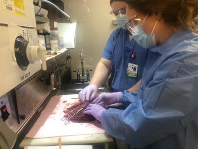 Gross Bench_Specimen Review Gross Bench Specimen Review